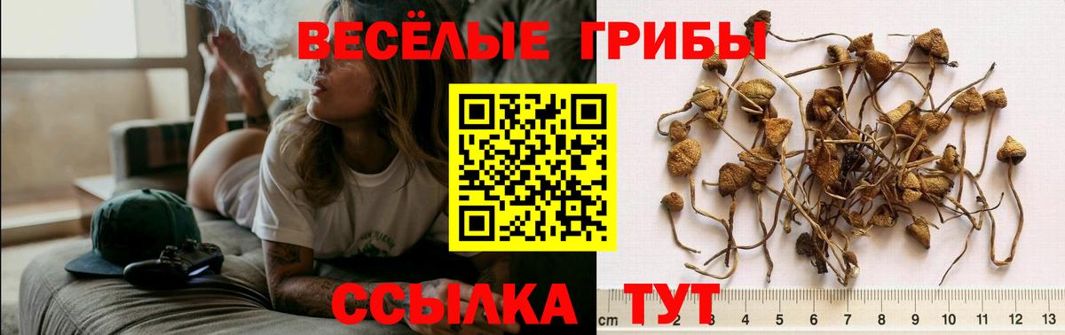 Галлюциногенные грибы Psilocybe  Галлюциногенные грибы Psilocybine cubensis  сколько стоит  Самара  Вход с VPN 